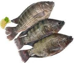 Telapia 3pcs 1kg